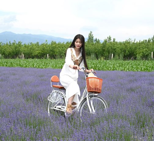 Woman Cycles Through Field Of Lavender